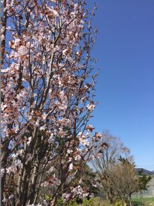 桜①